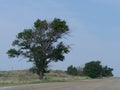 Solitary tree growing along the road in New Mexico