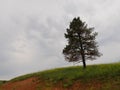 A solitary tree growing on top of a hilly area along the road, Custer State Park, South Dakota Royalty Free Stock Photo