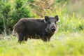 Young solitary wild boar standing on a meadow in summertime alone