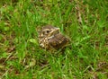 Young song thrush chick Royalty Free Stock Photo