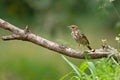 Young song thrush sitting on a branch Royalty Free Stock Photo