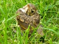 Young song thrush sitting in the grass Royalty Free Stock Photo