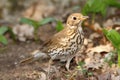 Young song thrush Royalty Free Stock Photo
