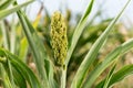 Young sorghum millet, jowari sprouts on a farmers field Royalty Free Stock Photo