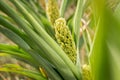 Young sorghum millet, jowari sprouts on a farmers field Royalty Free Stock Photo
