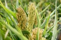 Young sorghum millet, jowari sprouts on a farmers field Royalty Free Stock Photo