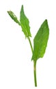 Young sorrel (Rumex) Royalty Free Stock Photo