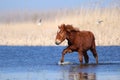 Young sorrel wild horse on the watering place