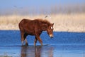 Young sorrel wild horse on the watering place