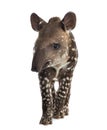 Young South american tapir, isolated, 41 days old Royalty Free Stock Photo