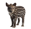 Young South american tapir, isolated, 41 days old Royalty Free Stock Photo