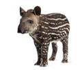 Young South american tapir, isolated, 41 days old