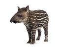 Young South american tapir, isolated, 41 days old Royalty Free Stock Photo