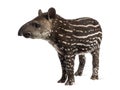 Young South american tapir, isolated, 41 days old Royalty Free Stock Photo