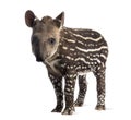 Young South american tapir, isolated, 41 days old Royalty Free Stock Photo