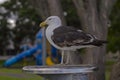 Young Southern Black-Backed Gull