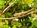 Young Southern Dwarf Chameleon Royalty Free Stock Photo