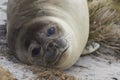 Young Southern Elephant Seal - Falkland Islands Royalty Free Stock Photo