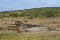 Young Southern Elephant Seal in the Falkland Islands Royalty Free Stock Photo