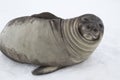 Young southern elephant seal that looks squinting