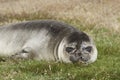 Young Southern Elephant Seal in the Falkland Islands Royalty Free Stock Photo