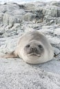 Young southern elephant seal on the rocks.