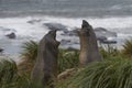 Young Southern Elephant Seals in the Falkland Islands Royalty Free Stock Photo