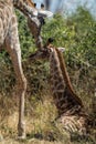 Young southern giraffe lies nuzzled by mother Royalty Free Stock Photo