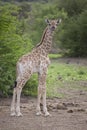 Young Southern Giraffe portrait, Botswana.