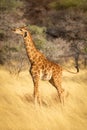 Young southern giraffe stands stretching in grass Royalty Free Stock Photo