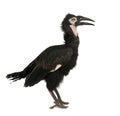 Young Southern Ground-hornbill - Bucorvus leadbeat