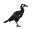 Young Southern Ground-hornbill - Bucorvus leadbeat Royalty Free Stock Photo