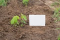 Young soy plant on a farm