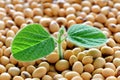 Young soy plant, germinating from soy seeds