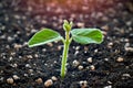 Young soy plant sprouting from a soil Royalty Free Stock Photo