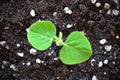 Young soy plant sprouting from soil, top view Royalty Free Stock Photo