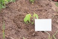 Young soya plant on a farm