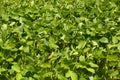 Young soybean plants before flowering Royalty Free Stock Photo