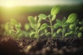 Young soybean plants growing in cultivated field. Healthy soybean crops at beautiful sunset. generative AI