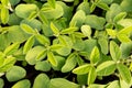 Top view of clean leaves of young soybeans. Natural plant background on an agricultural theme Royalty Free Stock Photo
