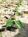 Young soybeans planted in a row in a Nebraska field Royalty Free Stock Photo