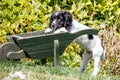 Let me help, a young dog leans against a wheelbarrow in a garden.