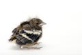 Young sparrow Royalty Free Stock Photo