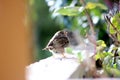 Young Sparrow