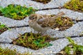 Young sparrow on the ground Royalty Free Stock Photo