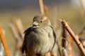 Young sparrow