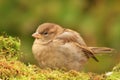 Young sparrow on moss Royalty Free Stock Photo