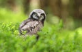 Young sparrow owl in forest Royalty Free Stock Photo