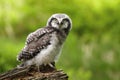 Young sparrow owl