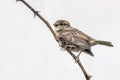 A young sparrow perched Royalty Free Stock Photo